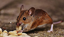 24 Hour & Emergency Exterminators in Richmond, IN